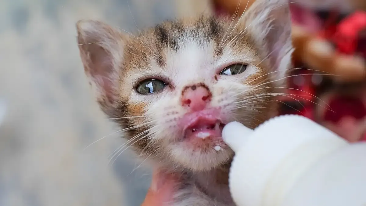 Langkah selamat menyediakan dan memberi susu formula anak kucing